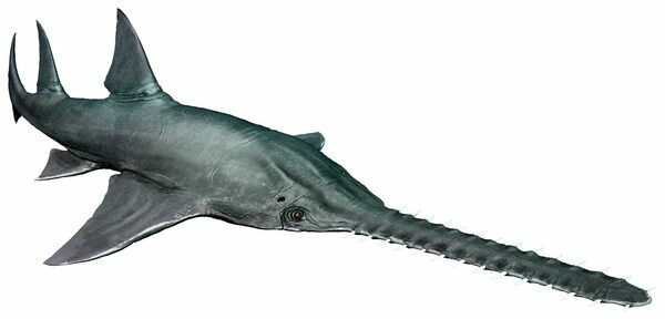 An artist's reconstruction of Onchopristis.